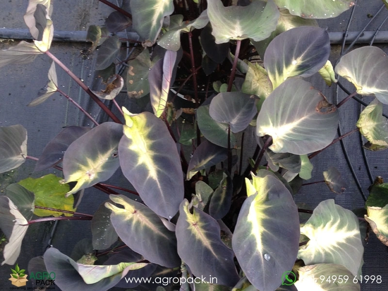Colocasia-esculenta-Tropical-Storm1