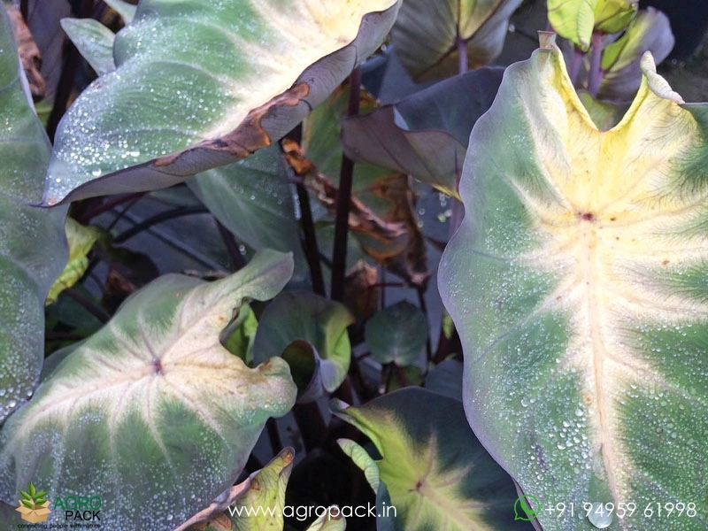 Colocasia-esculenta-Tropical-Storm2