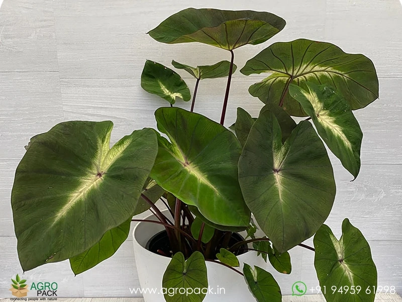 Colocasia-esculenta-Tropical-Storm3
