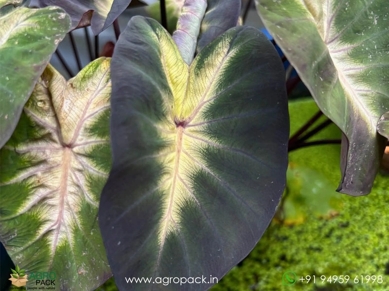 Colocasia-esculenta-Tropical-Storm4