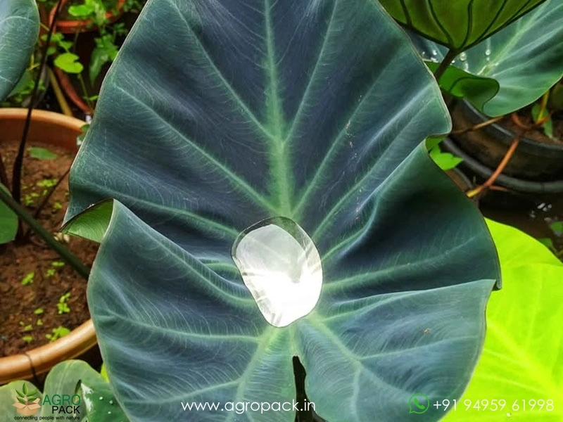 Colocasia-kopeka1