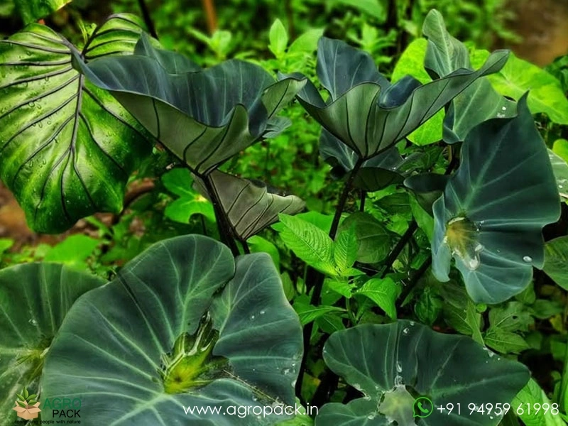 Colocasia-kopeka2