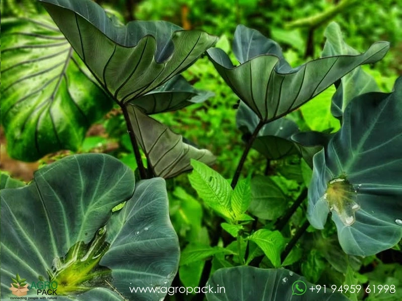 Colocasia-kopeka3