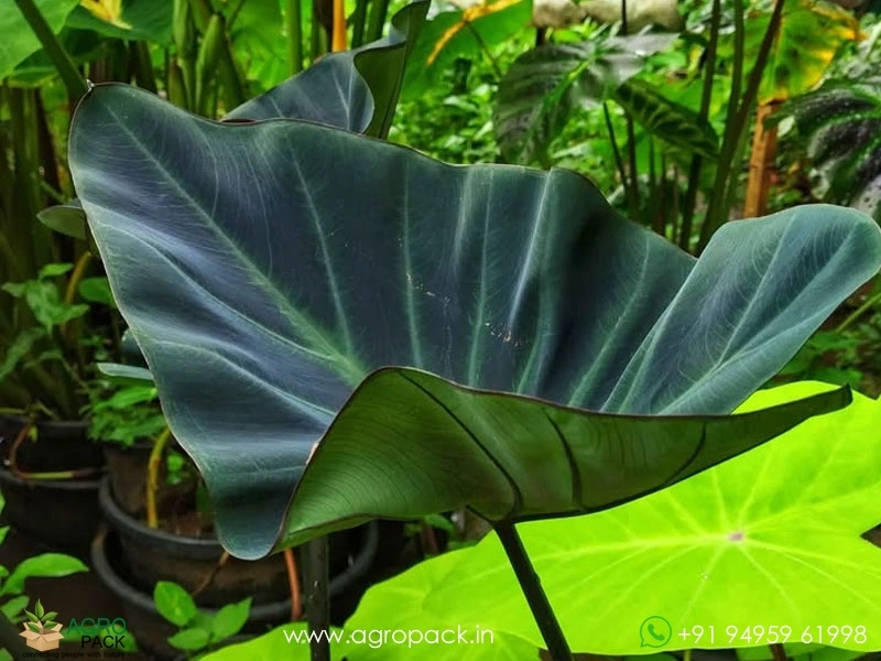 Colocasia-kopeka4