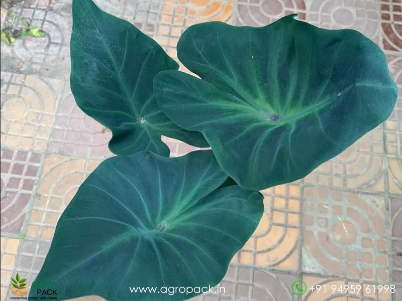 Colocasia-kopeka5