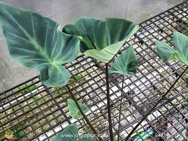 Colocasia-kopeka6