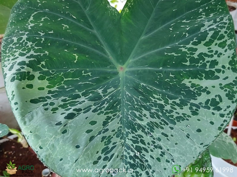 Colocasia-leopard2