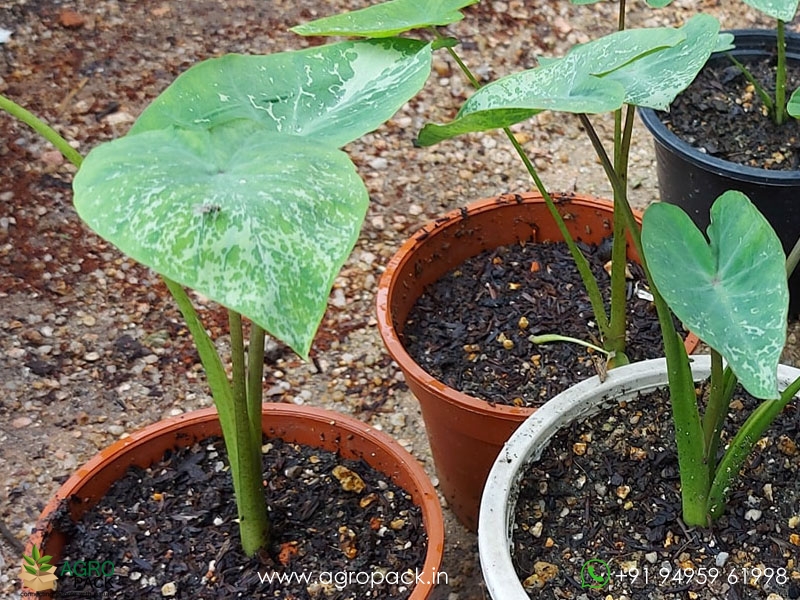 Colocasia-leopard3