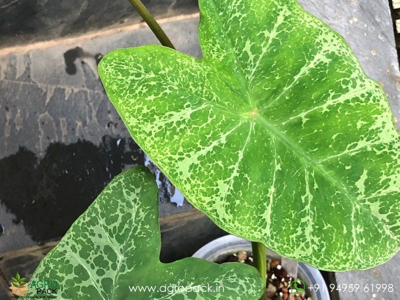 Colocasia-leopard6