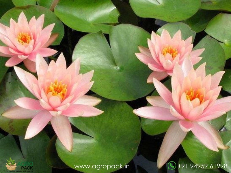 Colorado-Hardy-Waterlily2