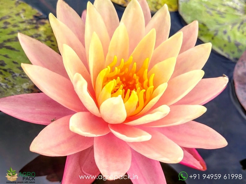 Colorado-Hardy-Waterlily3