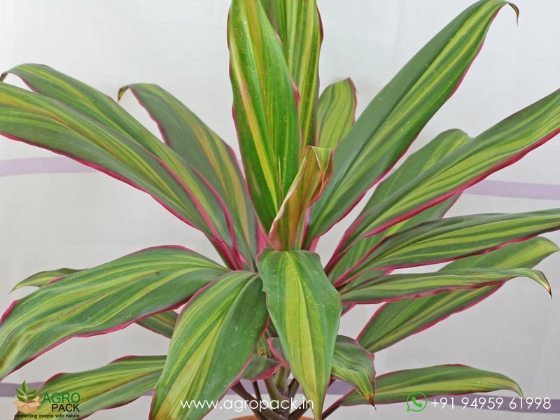 Cordyline-Geraldo1