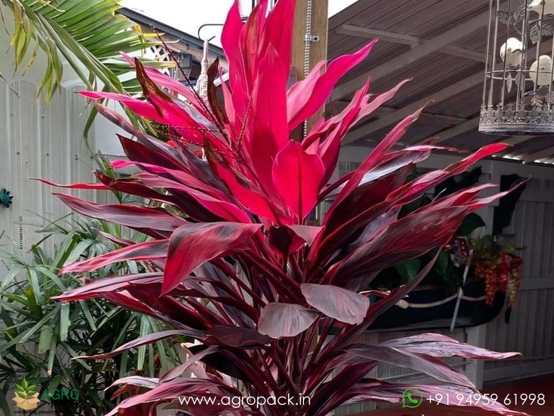 Cordyline-fruticosa1