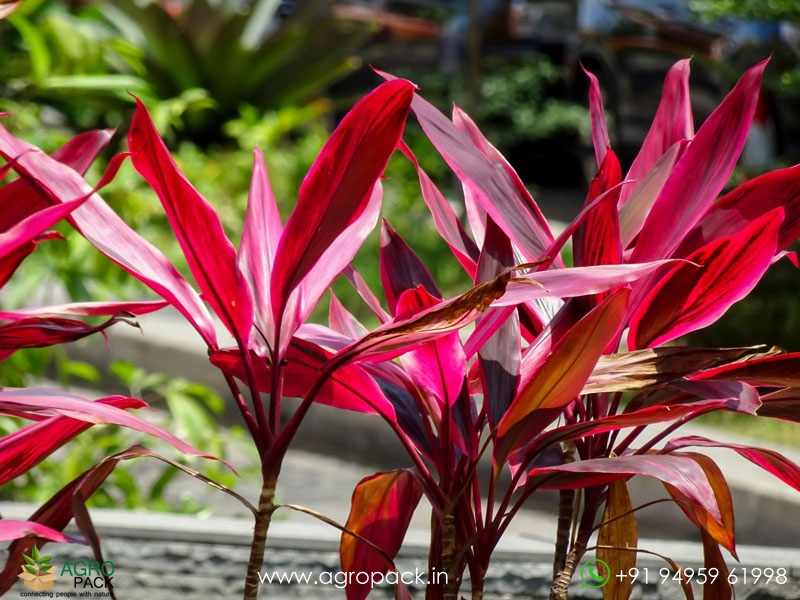 Cordyline-fruticosa2