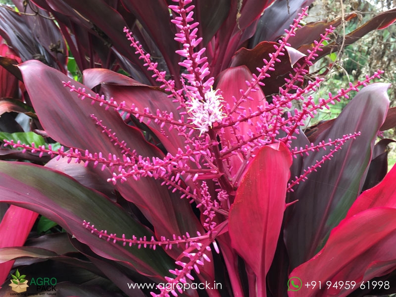 Cordyline-fruticosa3