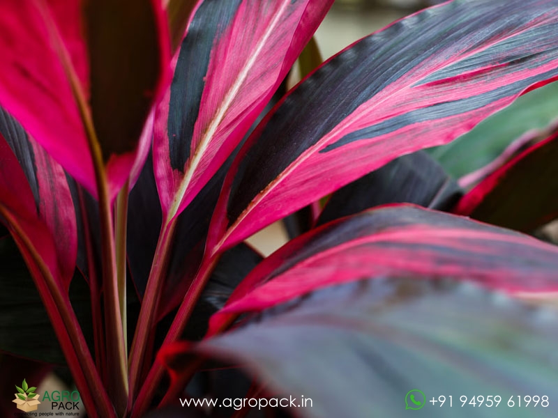 Cordyline-fruticosa4