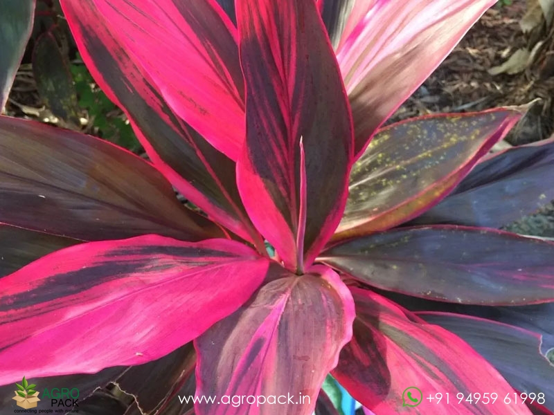 Cordyline-fruticosa5