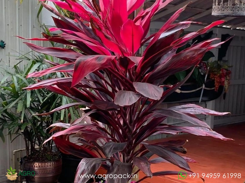 Cordyline-fruticosa6