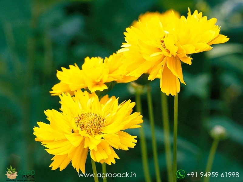 Coreopsis-Lanceolata1