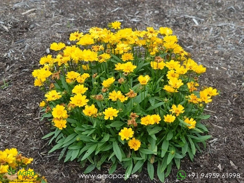 Coreopsis-Lanceolata2