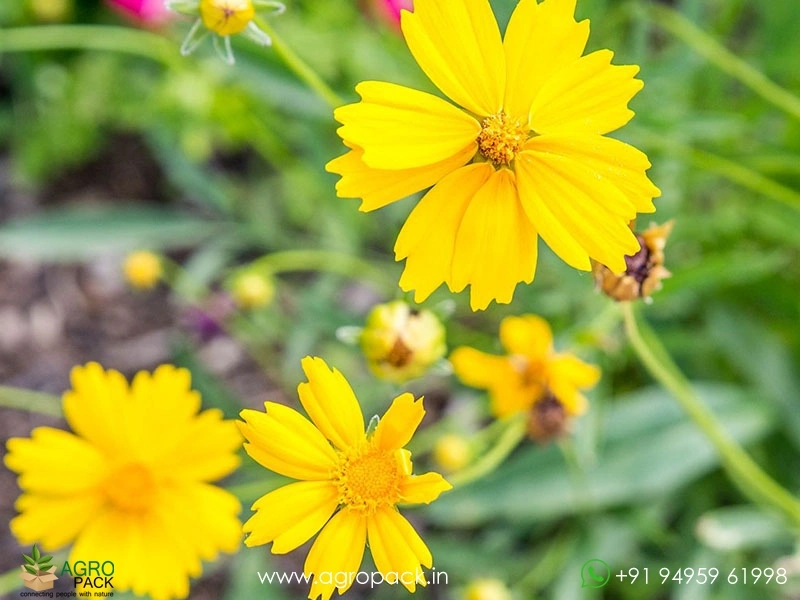 Coreopsis-Lanceolata3