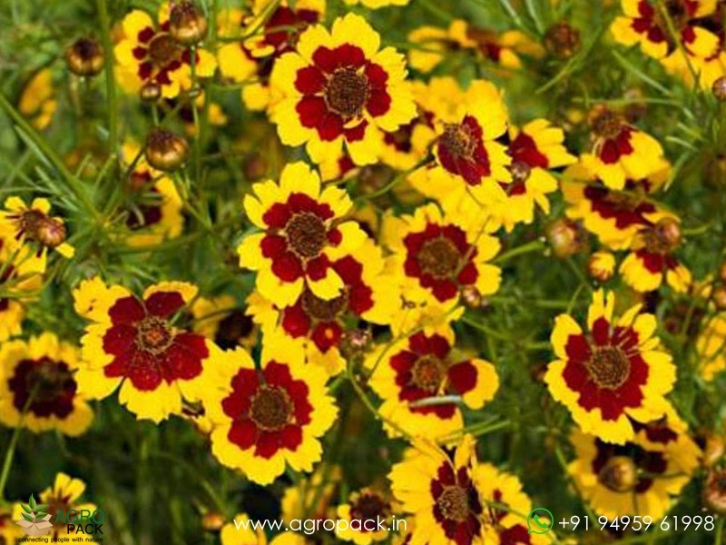 Coreopsis-Tinctoria2