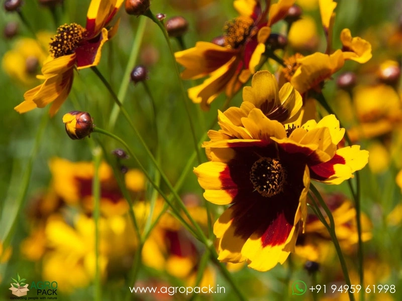Coreopsis-Tinctoria3
