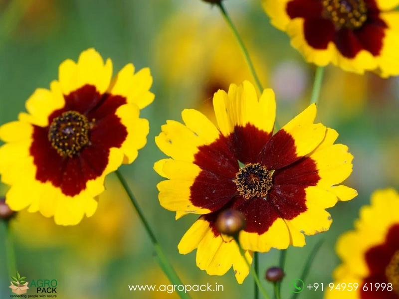 Coreopsis-Tinctoria4
