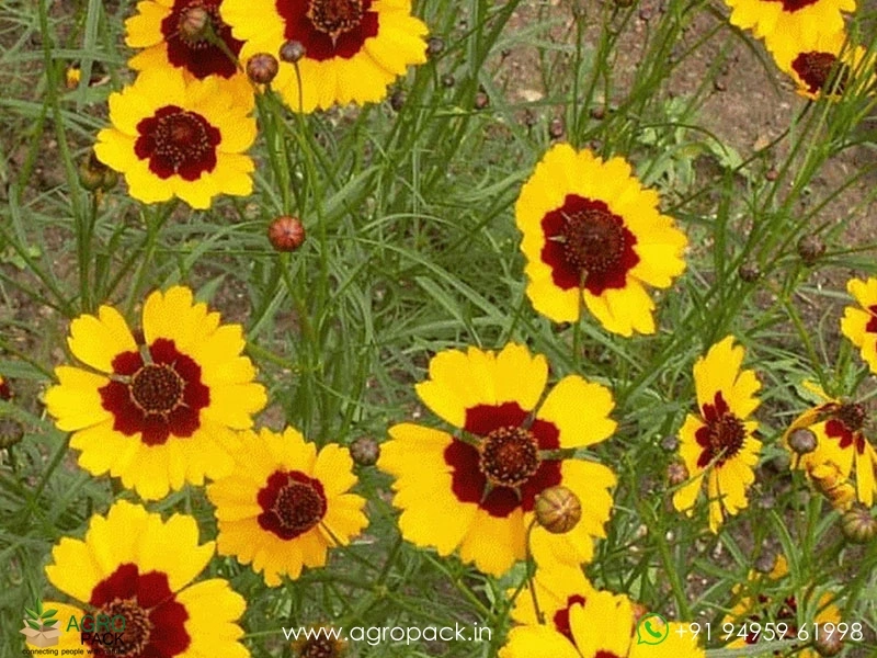 Coreopsis-Tinctoria5