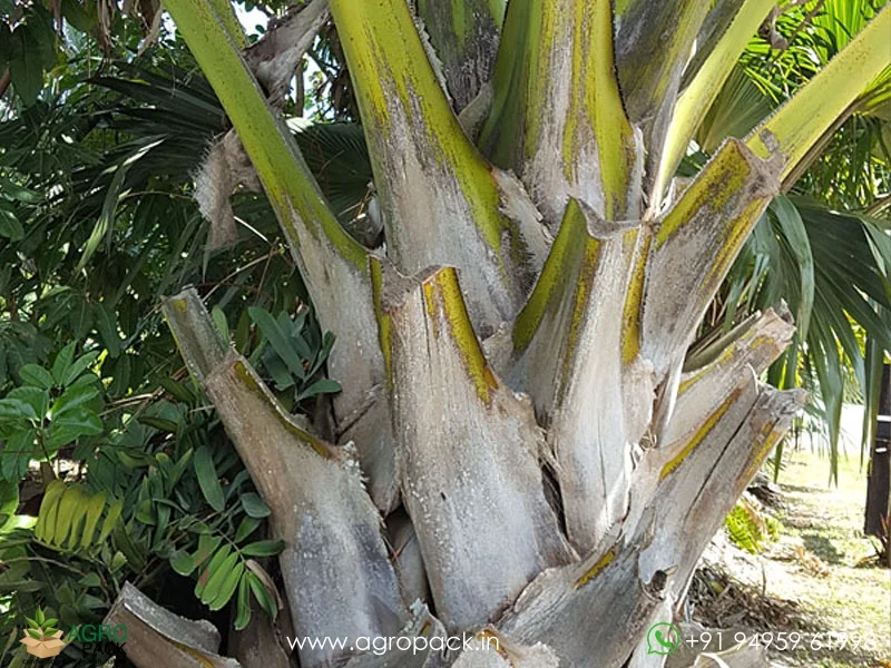 Corypha-Umbraculifera-Talipot-Palm3