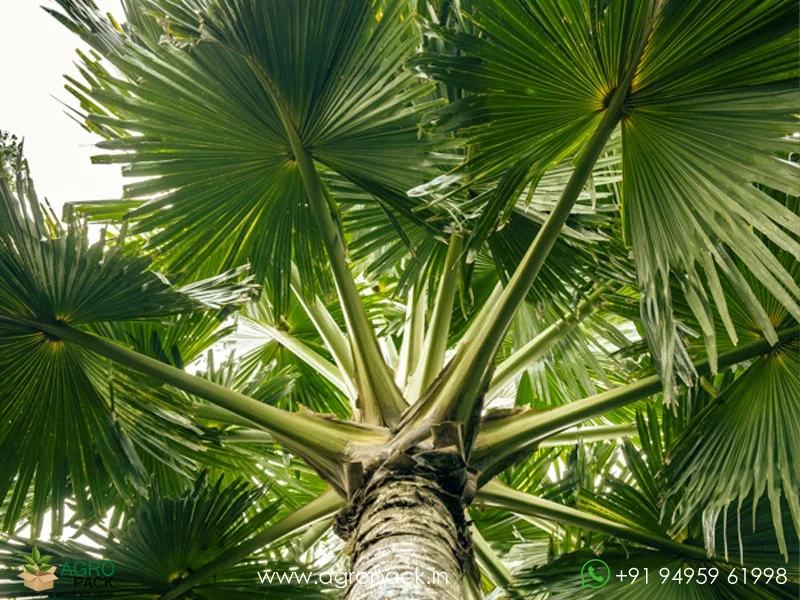 Corypha-Umbraculifera-Talipot-Palm4