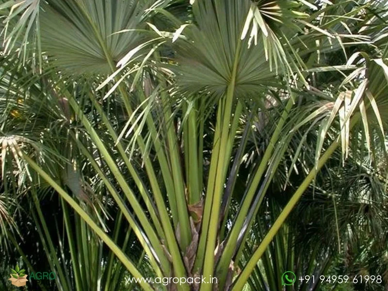 Corypha-Umbraculifera-Talipot-Palm5