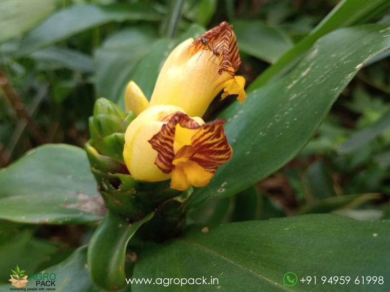 Costus1