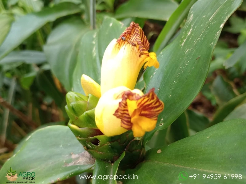 Costus2