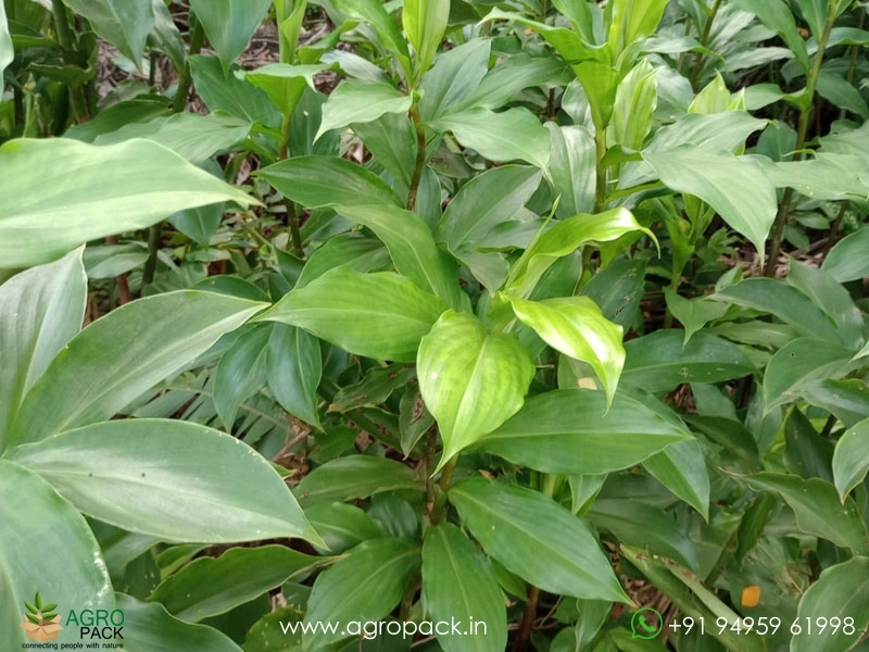 Costus3
