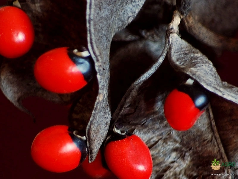 Crabs-Eye5