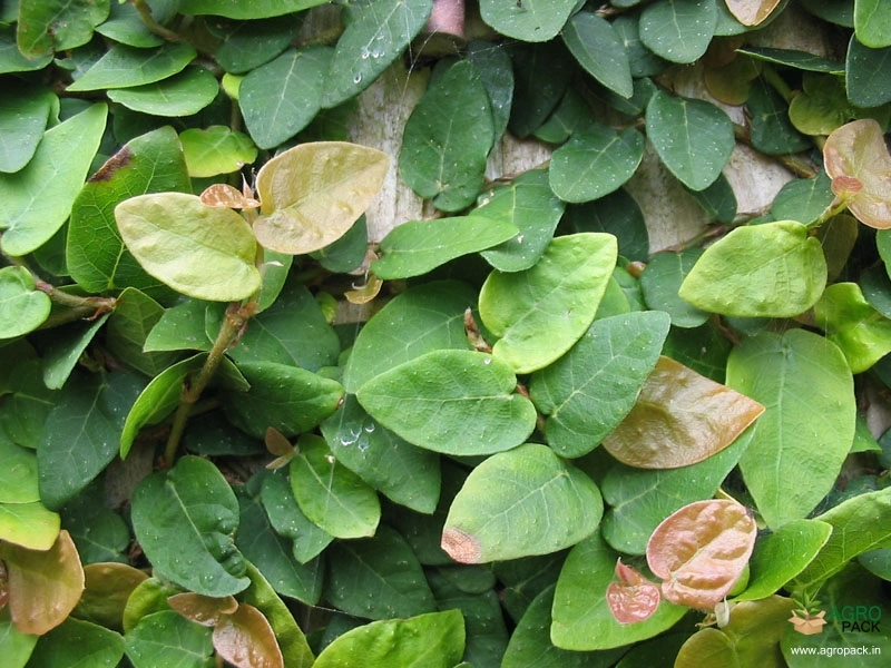 Creeping-Fig1