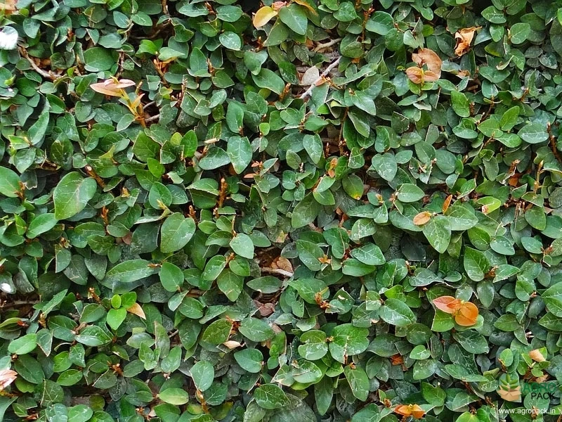 Creeping-Fig2