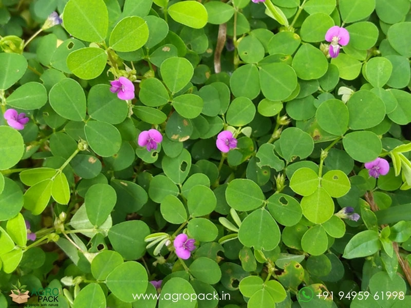 Creeping-Tick-Trefoil1