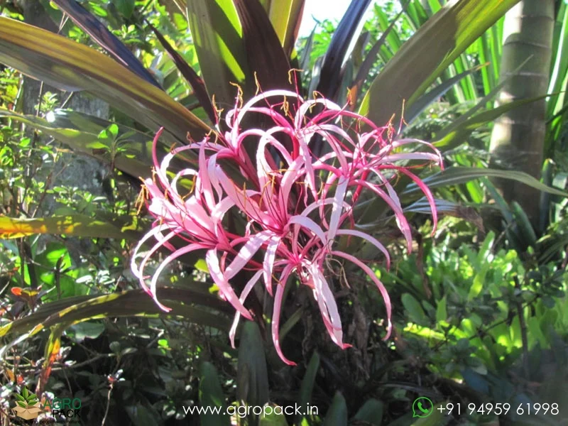 Crinum-asiaticum-giant-pink-spider-lily3