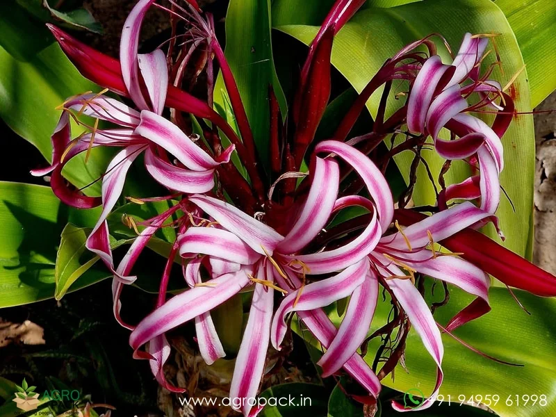 Crinum-asiaticum-giant-pink-spider-lily4