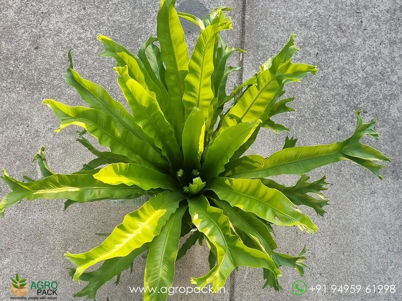Crissie-Fern2