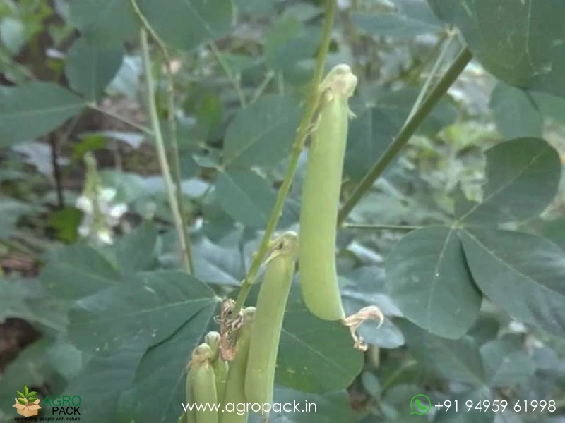 Crotalaria-Pallida-Aiton1