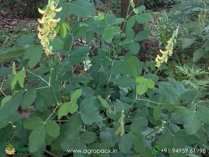 Crotalaria-Pallida-Aiton2