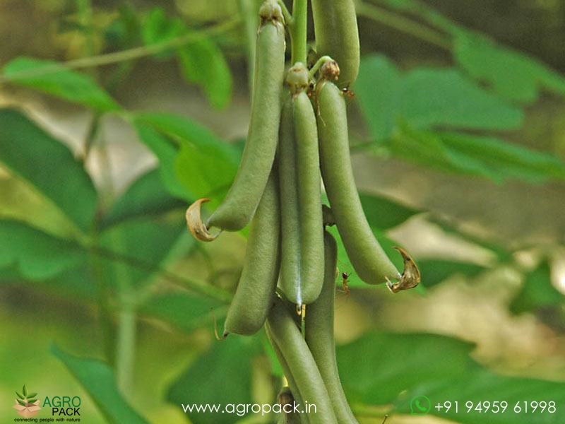 Crotalaria-Pallida-Aiton3