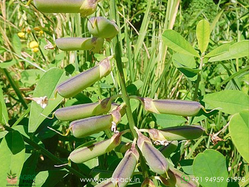 Crotalaria-Pallida-Aiton4