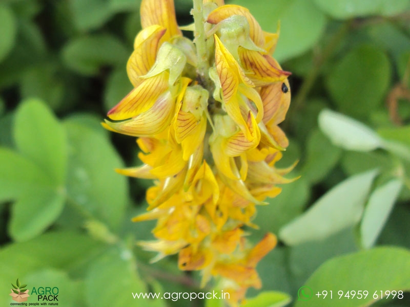 Crotalaria-Pallida-Aiton5