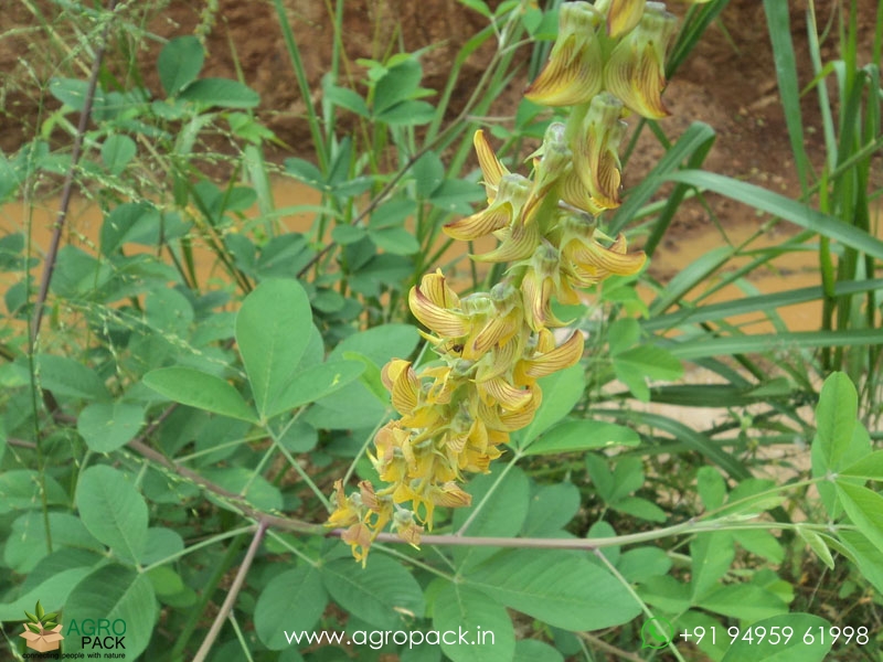 Crotalaria-Pallida-Aiton6