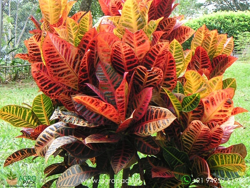 Croton-Variegatum-Petra3