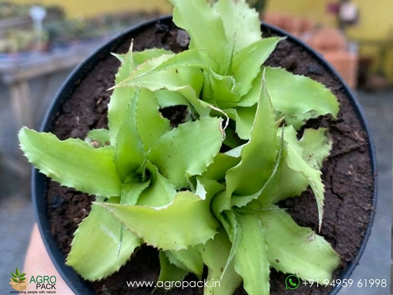 Cryptanthus-Acaulis-Jade3